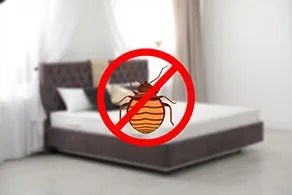 Bed Bugs cleaning service preview